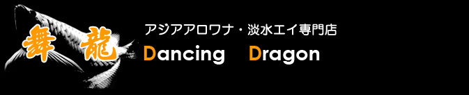 ショッピング アロワナや淡水エイのインターネット販売店 舞龍dancing Dragon